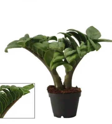 Замиокулкас D6 H16 - Zamioculcas Zenzi