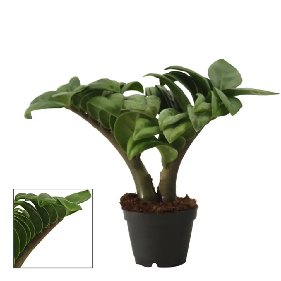 Замиокулкас D6 H16 - Zamioculcas Zenzi