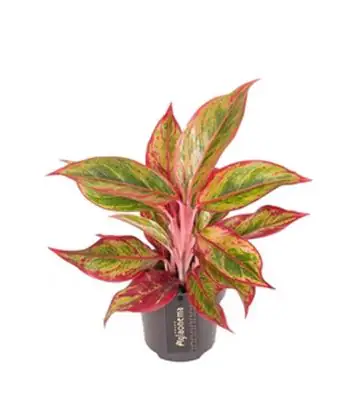 Аглонема D12 H40 - Aglaonema Jungle Lava