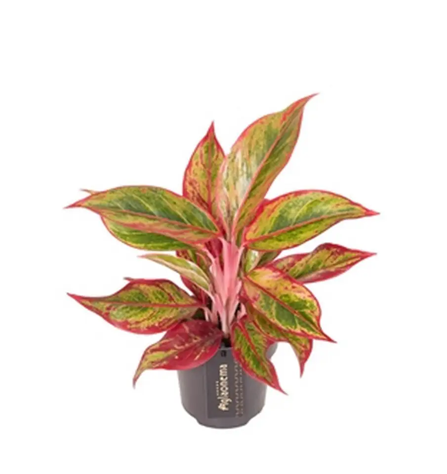 Аглонема D12 H40 - Aglaonema Jungle Lava