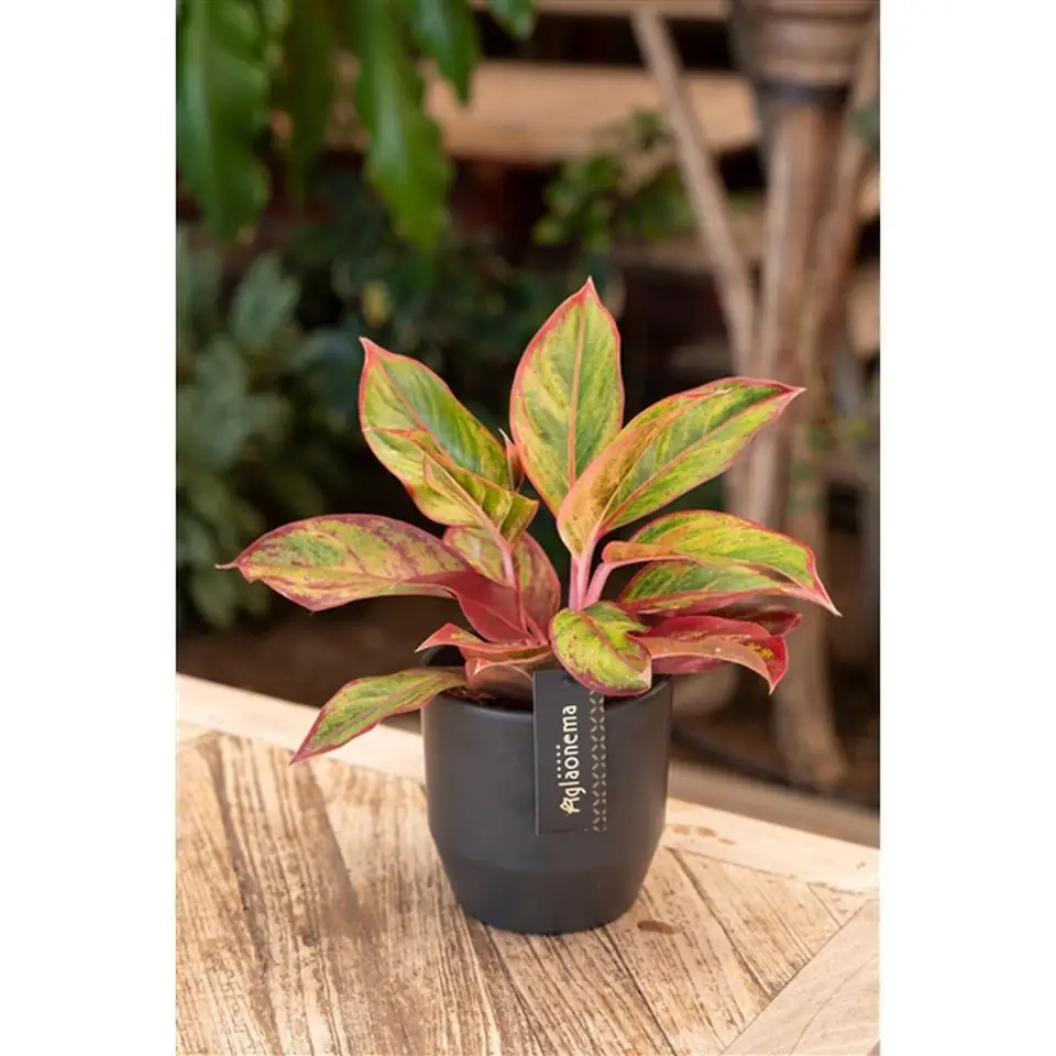 Аглонема D12 H40 - Aglaonema Jungle Lava - Image 2