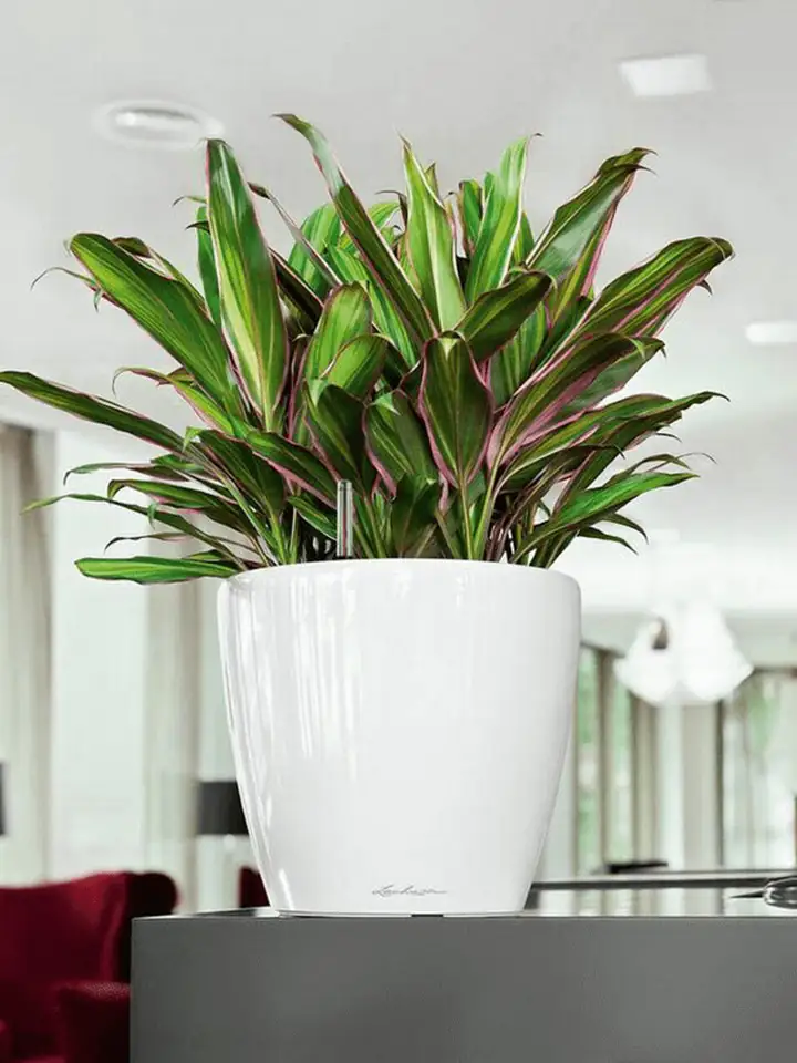 Classico Premium LS set 28 H26 - White - Image 3