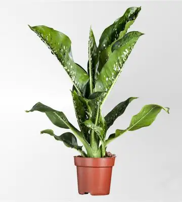Дифенбахиа D21 H90 - Dieffenbachia Caiman