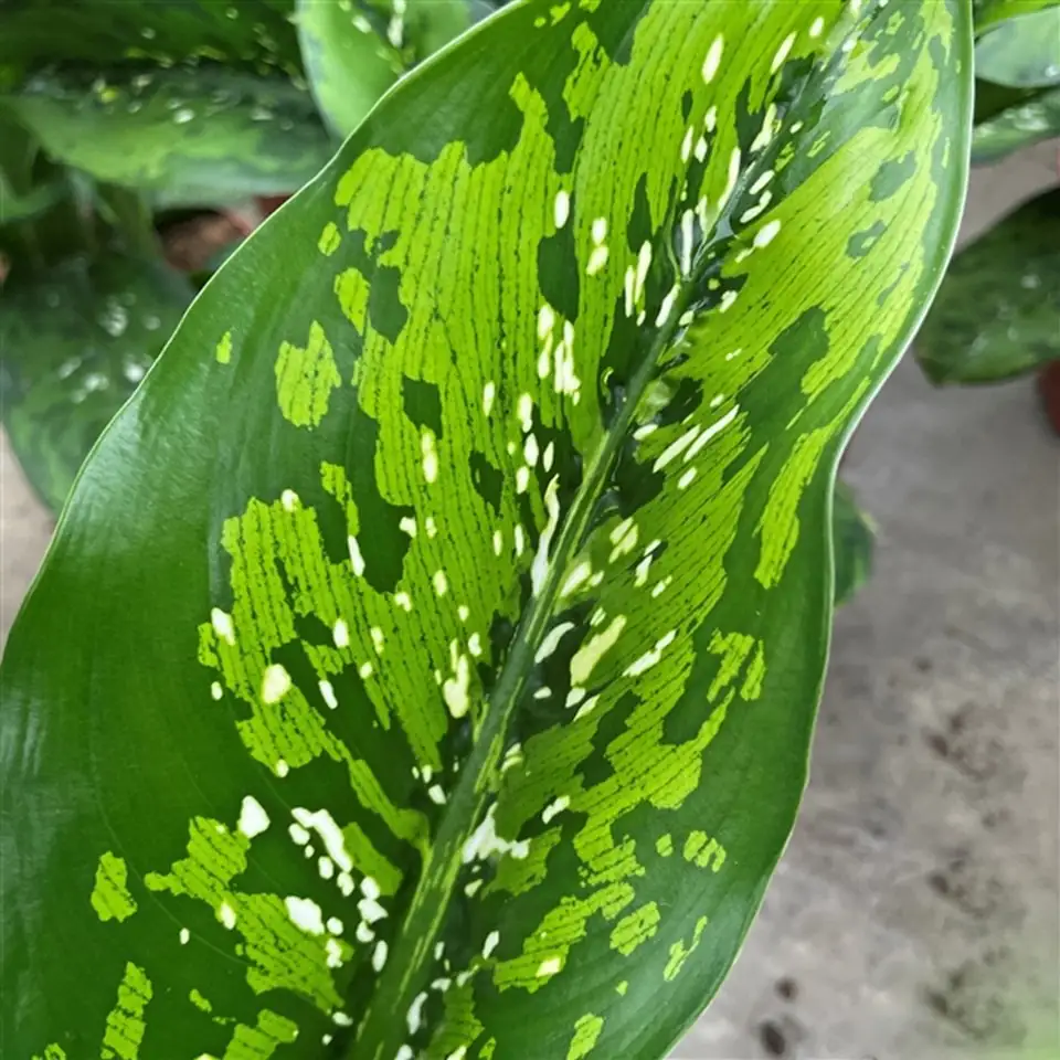 Дифенбахиа D21 H90 - Dieffenbachia Caiman - Image 2