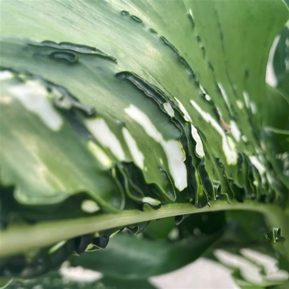 Дифенбахиа D21 H90 - Dieffenbachia Caiman - Image 3