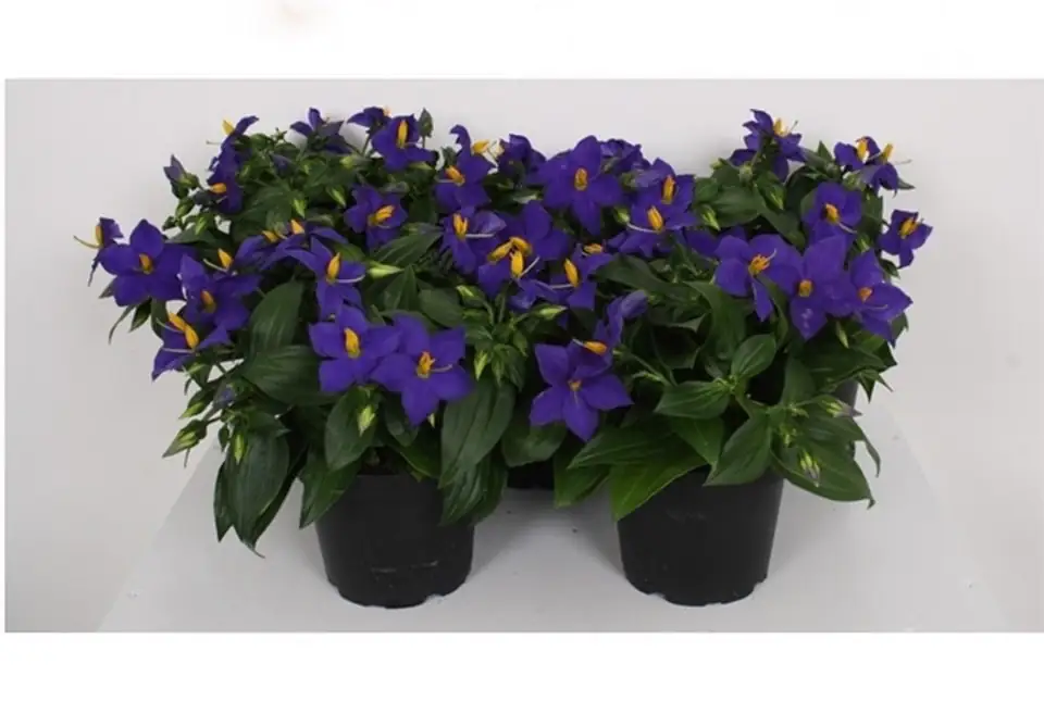 Екзакум D10 H20 - Exacum Trinervium Sapphire