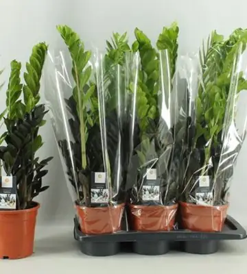 Замиoкулкас D17 H65 - Zamioculcas Zamiifolia Raven