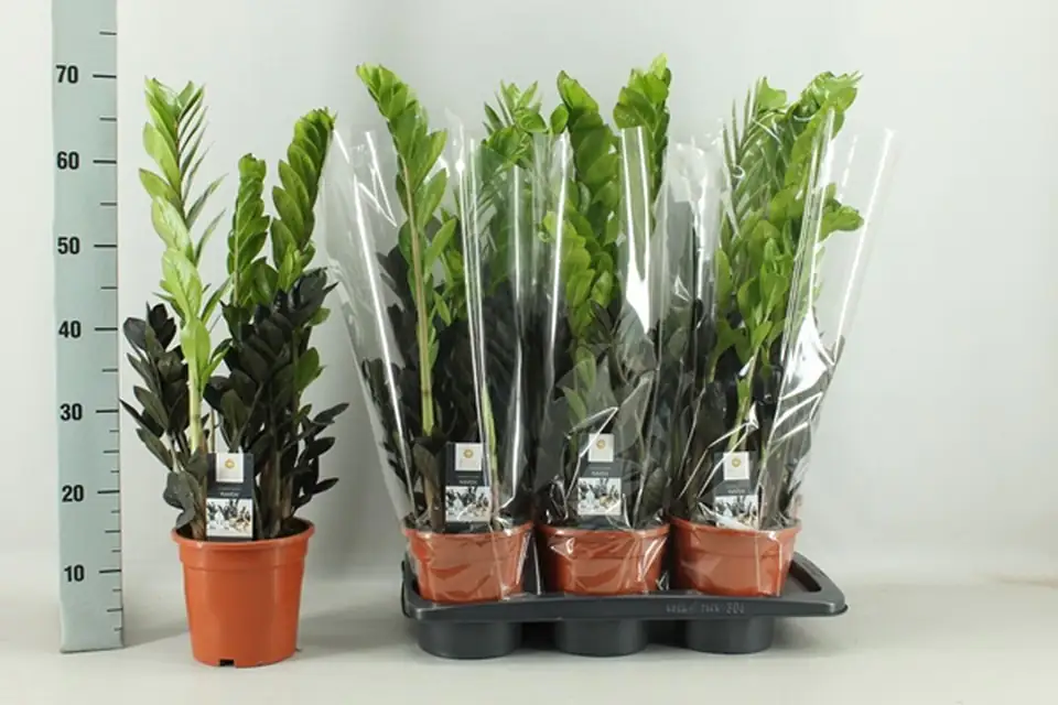 Замиoкулкас D17 H65 - Zamioculcas Zamiifolia Raven