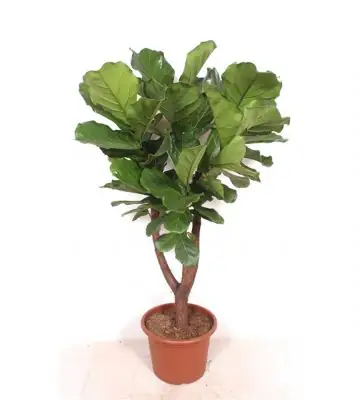 Фикус D40 H170 - Ficus Lyrata
