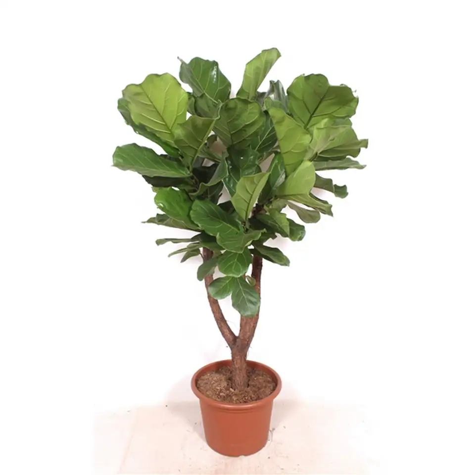 Фикус D40 H170 - Ficus Lyrata