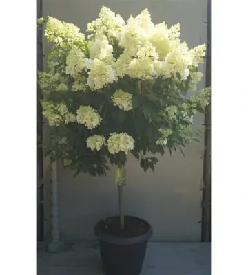 Хортензия D45 H120 - Hydrangea Polar Bear