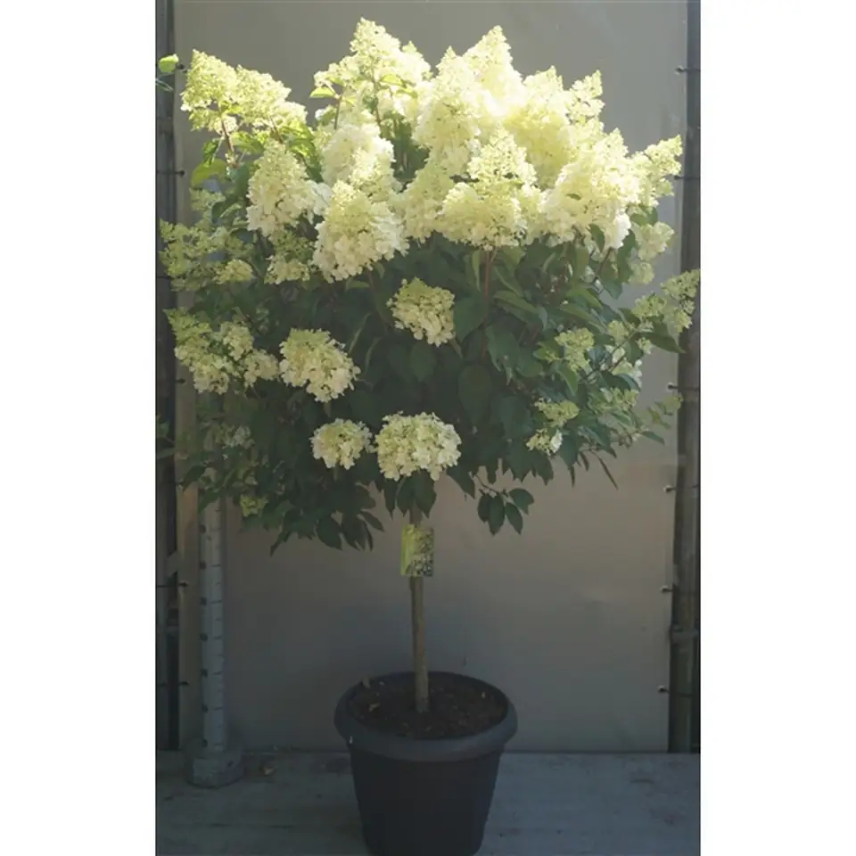 Хортензия D45 H120 - Hydrangea Polar Bear