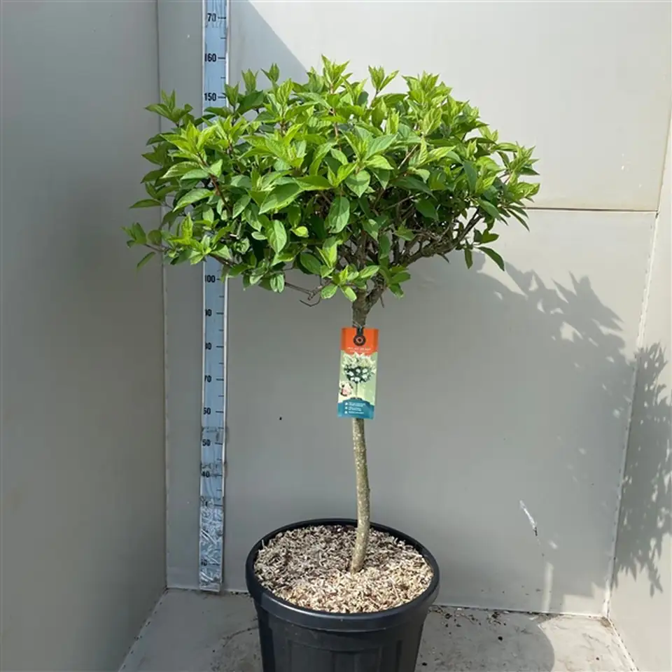 Хортензия D45 H120 - Hydrangea Polar Bear - Image 2