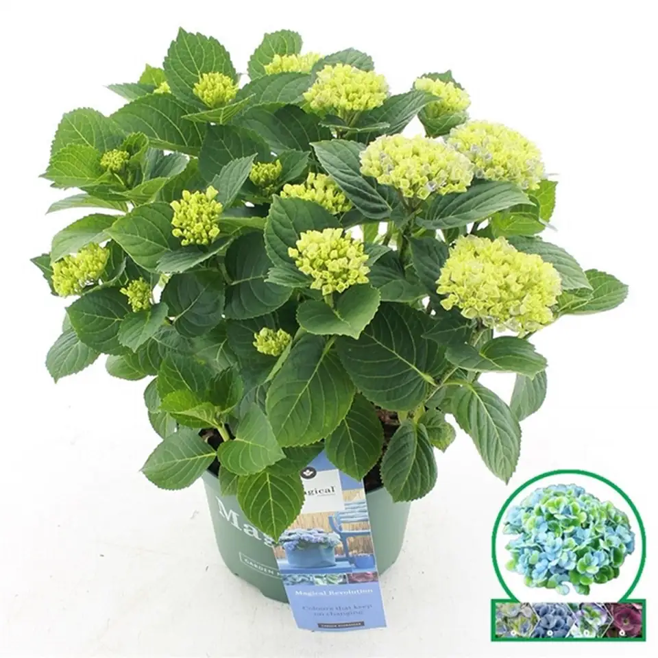 Хортензия D23 H45 - Hydrangea Magical Revolution mix