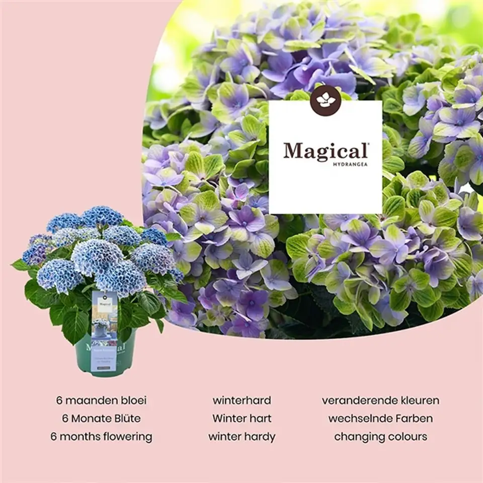 Хортензия D23 H45 - Hydrangea Magical Revolution mix - Image 2