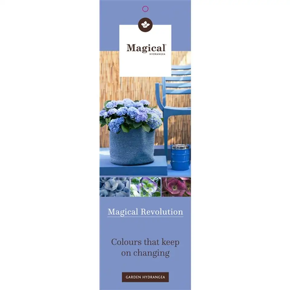 Хортензия D23 H45 - Hydrangea Magical Revolution mix - Image 3