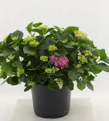 Хидрангеа D29 H50 - Hydrangea mac Early Blue