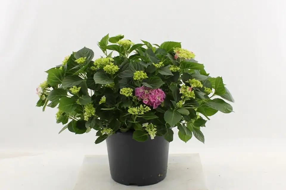 Хидрангеа D29 H50 - Hydrangea mac Early Blue