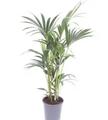 Ховея D21 H140 - Howea Forsteriana