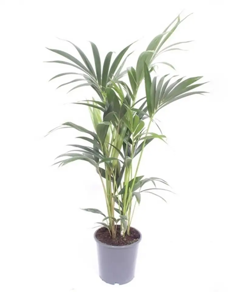 Ховея D21 H140 - Howea Forsteriana