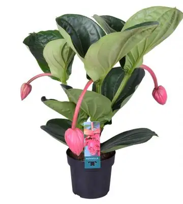 Мединила D17 H55 - Medinilla Flamenco