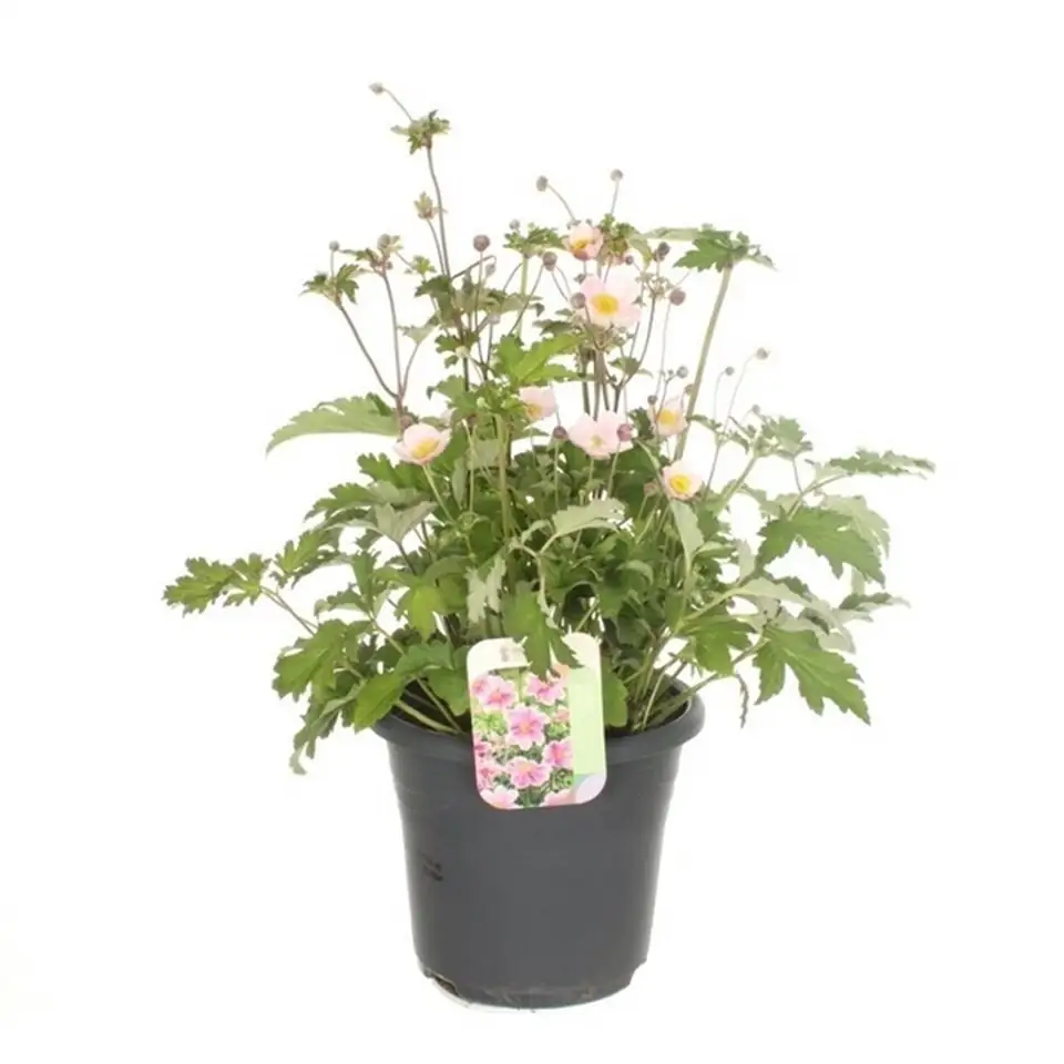 Анемоне D27 H60 - Anemone light pink