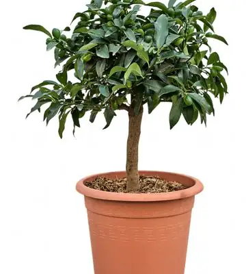 Цитрус Кумкуат D30 H70 - Citrus Kumquat on stem