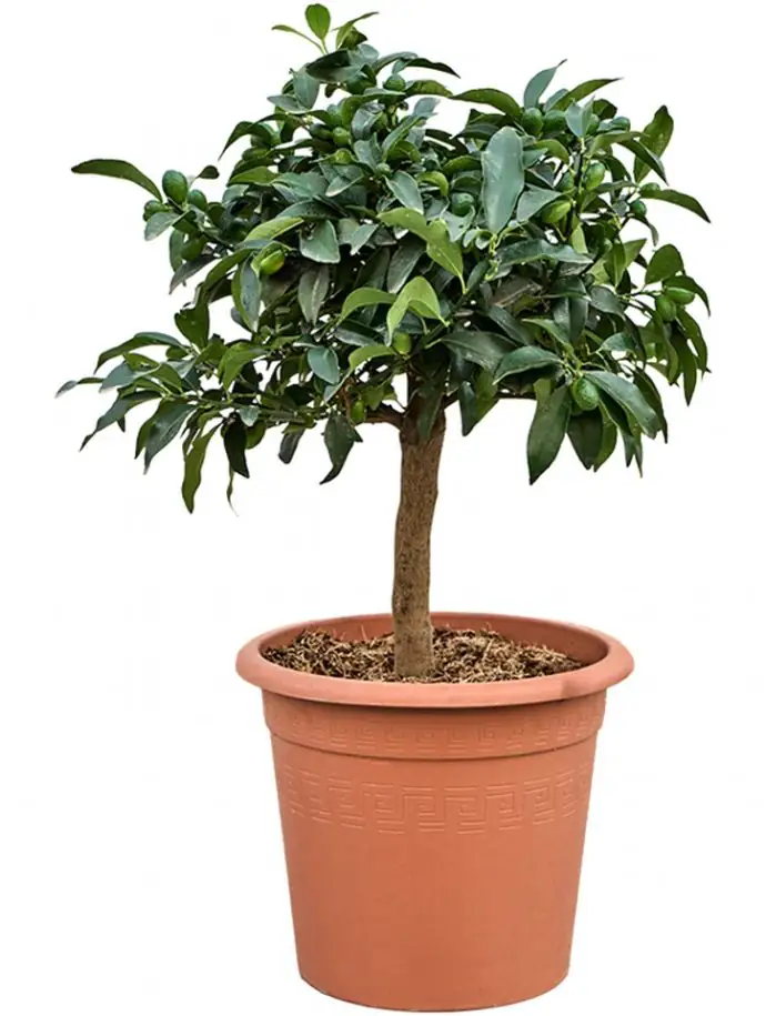 Цитрус Кумкуат D30 H70 - Citrus Kumquat on stem