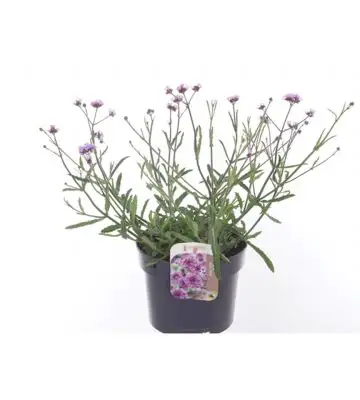 Вербена D17 H35 - Verbena Lollipop