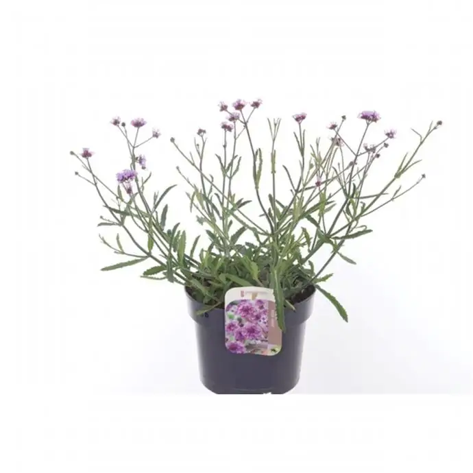 Вербена D17 H35 - Verbena Lollipop