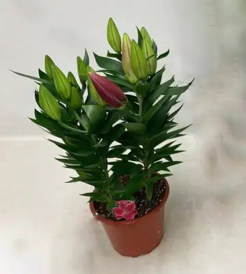 Лилиум D19 H47 - Lilium or After Eight