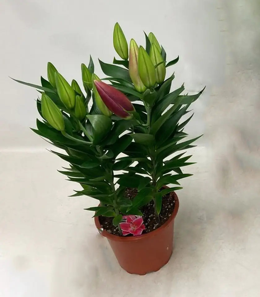 Лилиум D19 H47 - Lilium or After Eight