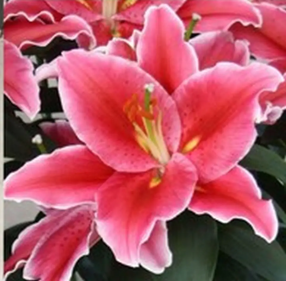 Лилиум D19 H47 - Lilium or After Eight - Image 2