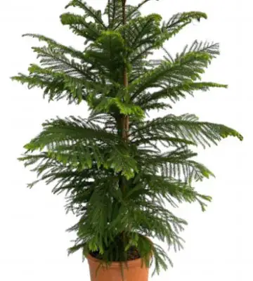 Араукария D27 H110 - Araucaria Heterophylla