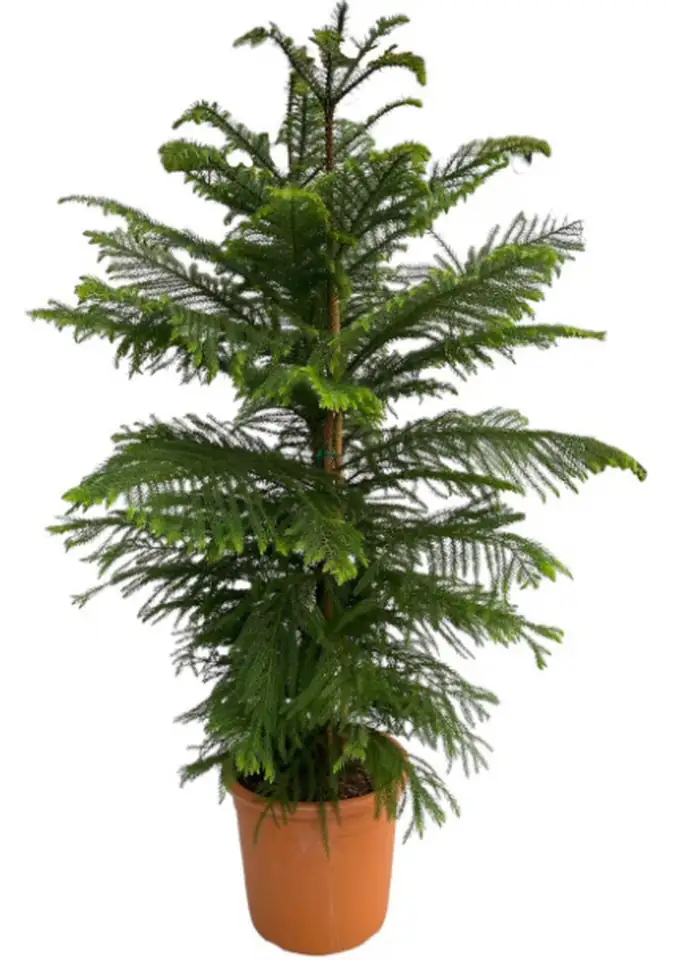 Араукария D27 H110 - Araucaria Heterophylla