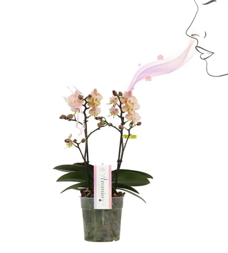 Орхидея D12 H35 - Phal MF Aromio Powdery