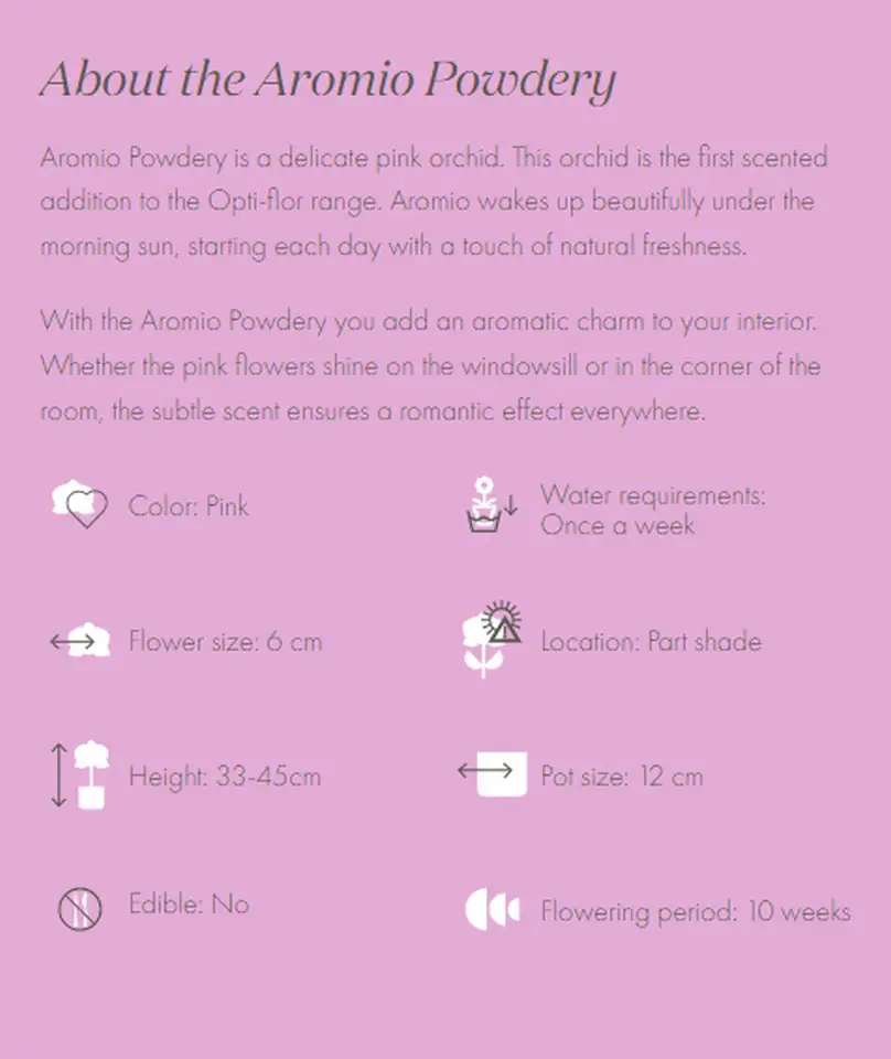 Орхидея D12 H35 - Phal MF Aromio Powdery - Image 3