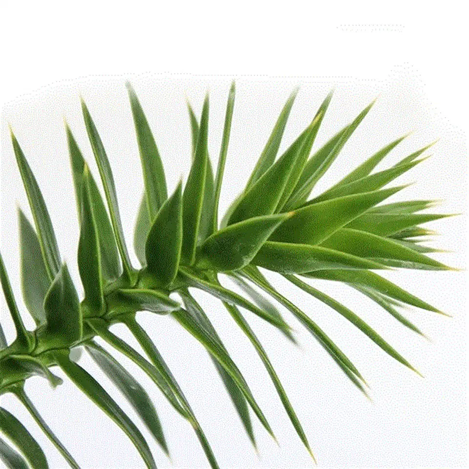 Араукария D23 H45 - Araucaria araucariana - Image 2