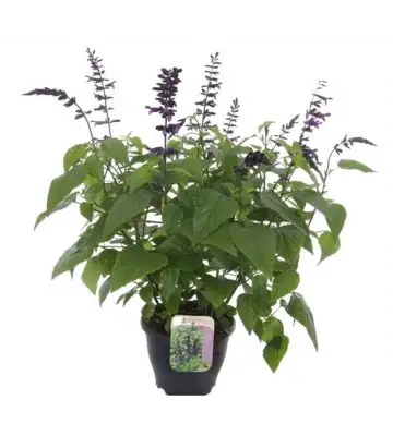 Салвия D23 H80 - Salvia Amistad