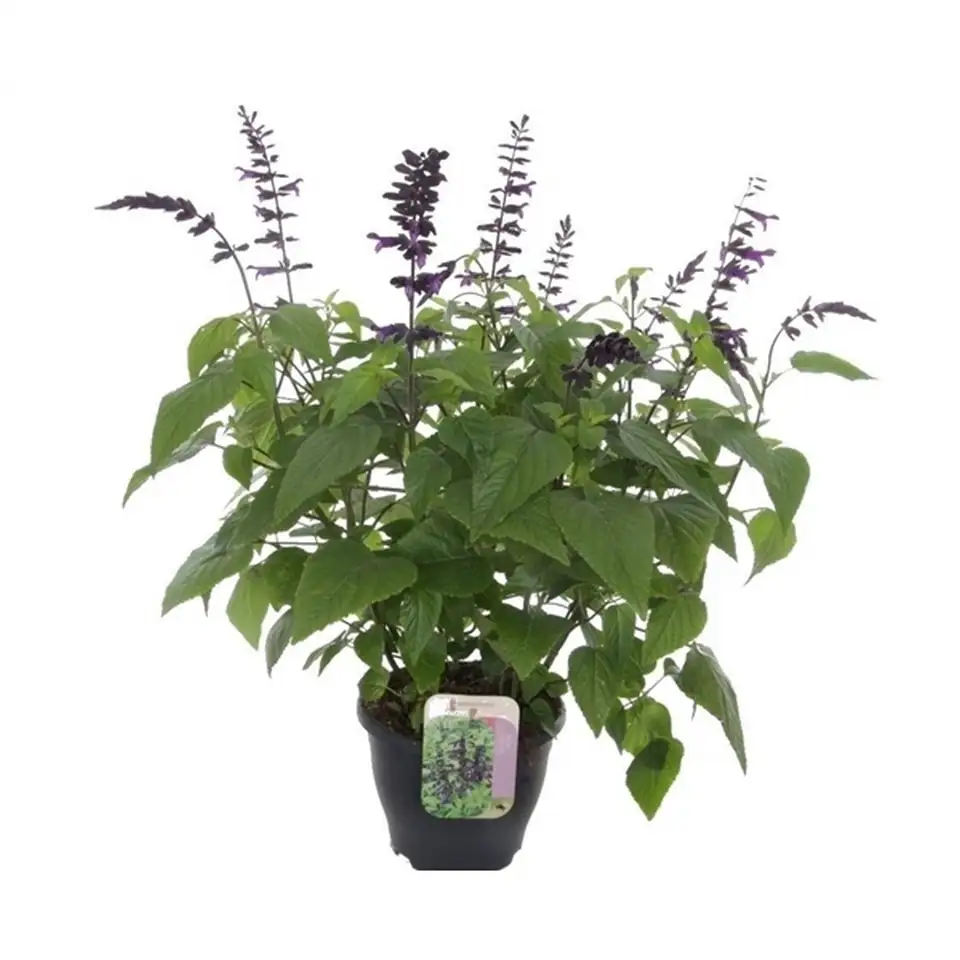 Салвия D23 H80 - Salvia Amistad