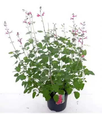 Салвия D27 H105 - Salvia Pink Pong