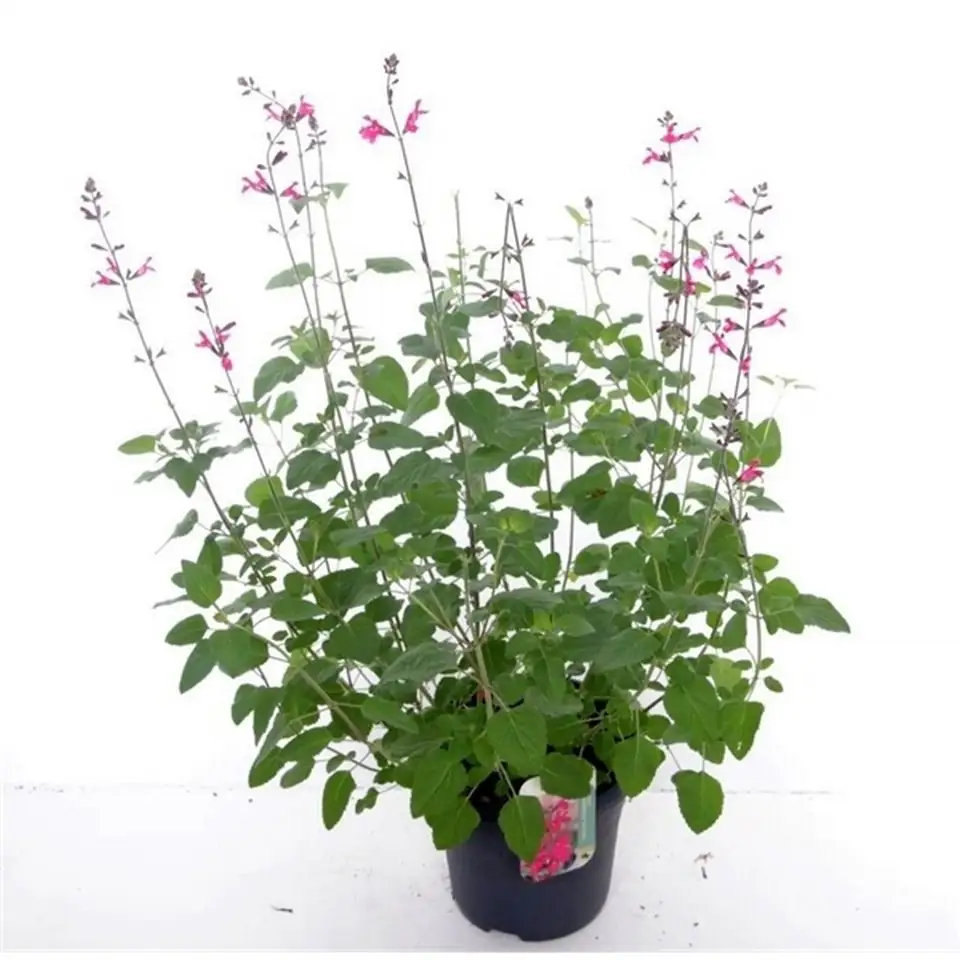 Салвия D27 H105 - Salvia Pink Pong