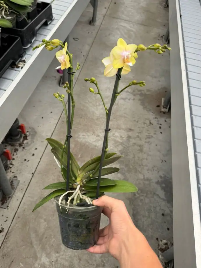 Орхидея D12 H35 - Phalaenopsi MF Aromio Floral