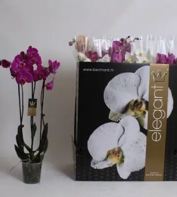 Орхидея D12 H30 - Phalaenopsis Shorty mix