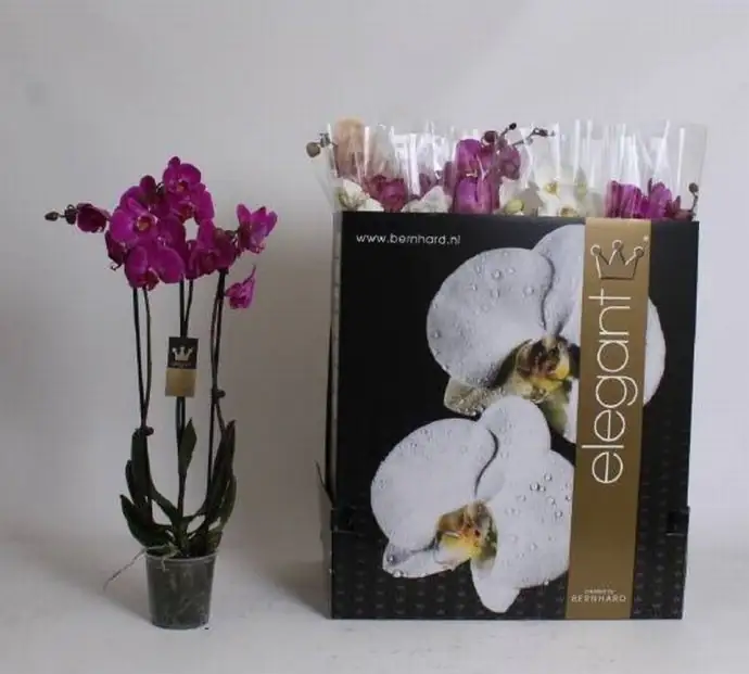 Орхидея D12 H30 - Phalaenopsis Shorty mix