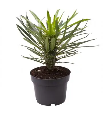 Пахиподиум D11 H28 - Pachypodium Lamerei
