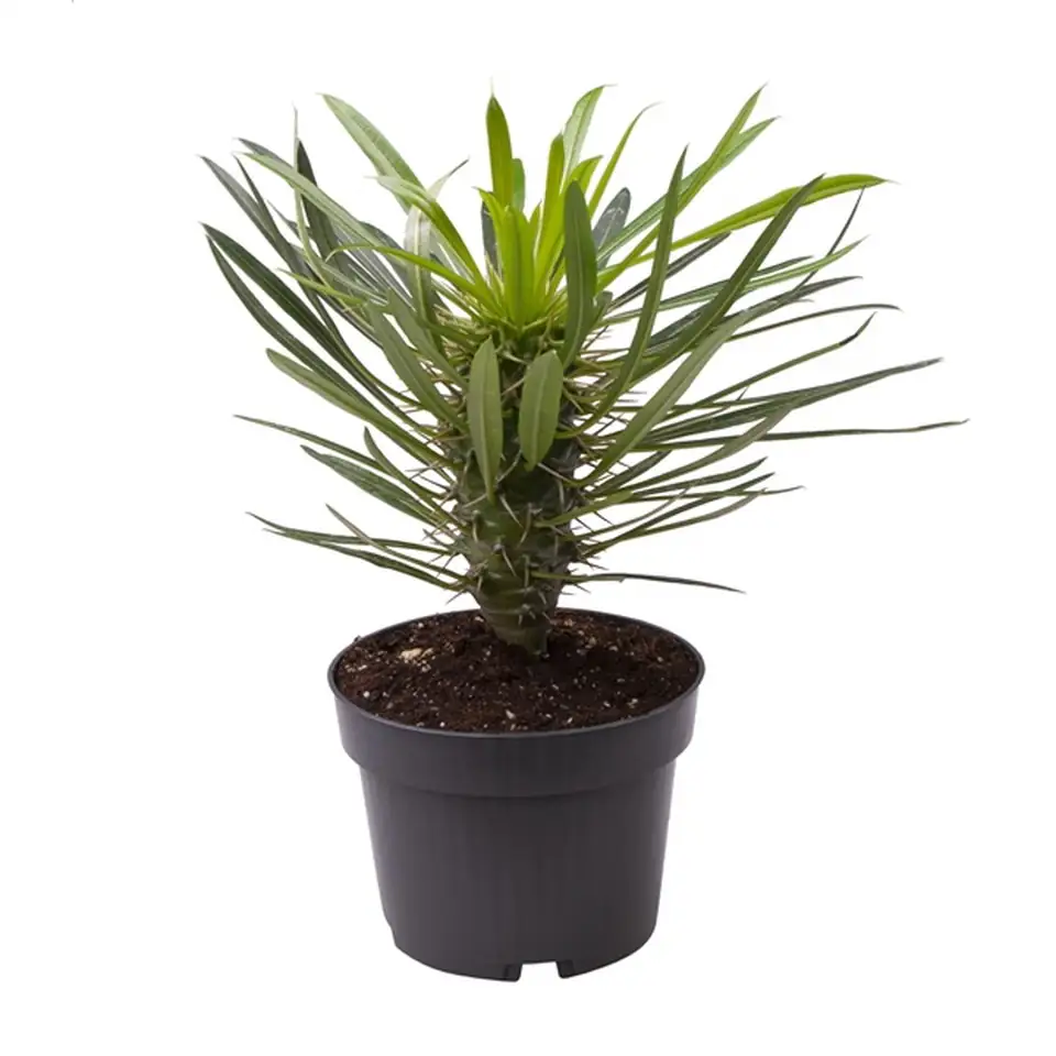 Пахиподиум D11 H28 - Pachypodium Lamerei