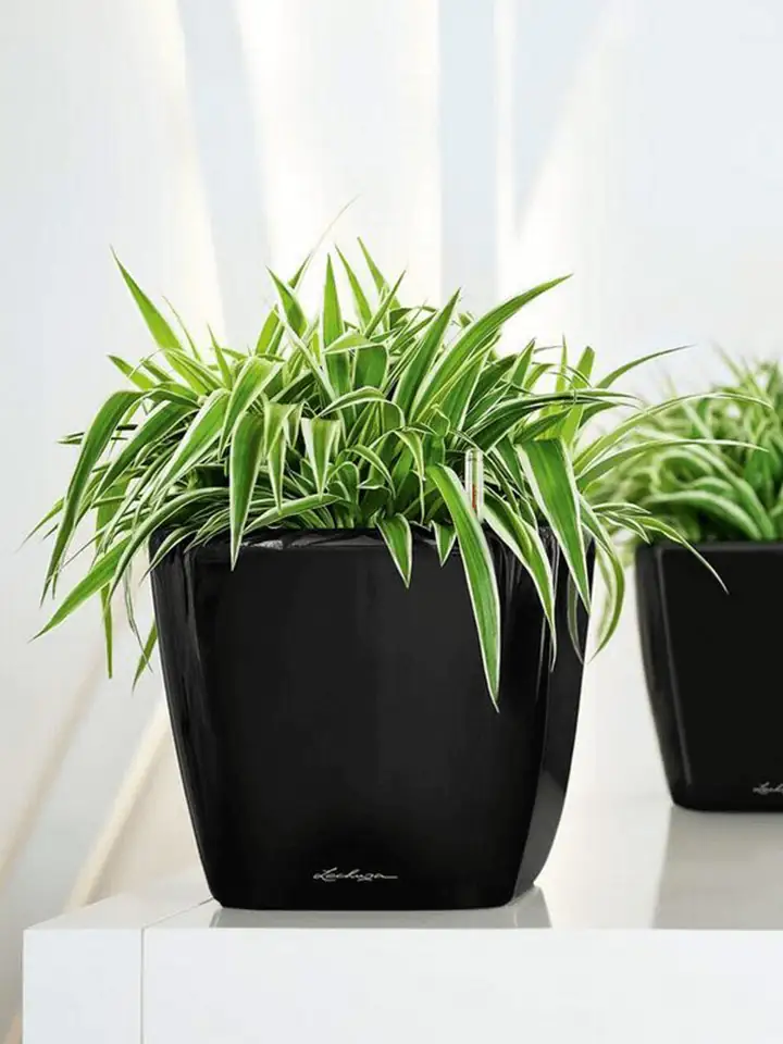 Quadro Premium LS set 21x21 H20 - Black - Image 3