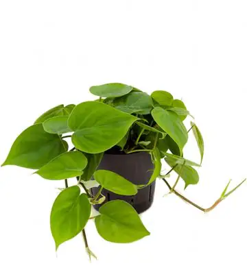 Филодендрон D13 H20 - Philodendron Scandens Hanger