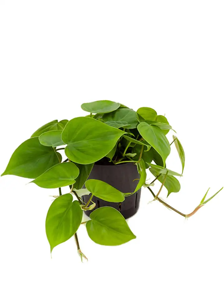 Филодендрон D13 H20 - Philodendron Scandens Hanger